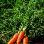 Морковь посевная – природный лекарь.