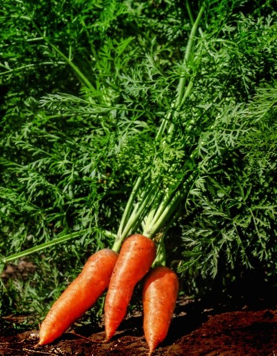 Морковь посевная – природный лекарь.